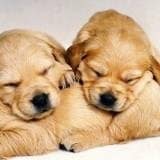 Τα ζώα διδάσκουν… πολιτισμό!